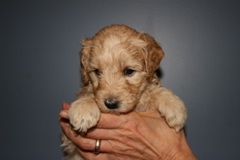 Picture of Australian Labradoodle