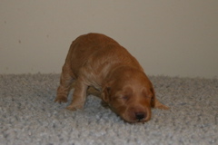 Picture of Australian Labradoodle