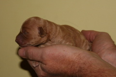 Picture of Australian Labradoodle