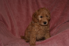 Picture of Australian Labradoodle