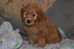 Picture of Australian Labradoodle