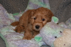 Picture of Australian Labradoodle