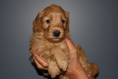 Picture of Australian Labradoodle