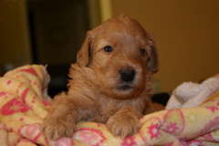 Picture of Australian Labradoodle