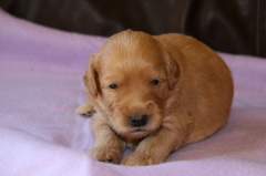 Picture of Australian Labradoodle