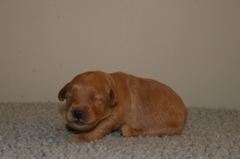 Picture of Australian Labradoodle