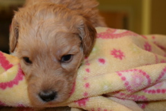 Picture of Australian Labradoodle