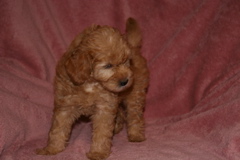 Picture of Australian Labradoodle