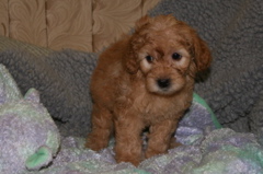 Picture of Australian Labradoodle