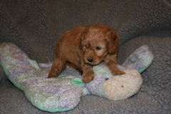 Picture of Australian Labradoodle