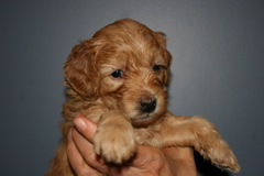 Picture of Australian Labradoodle
