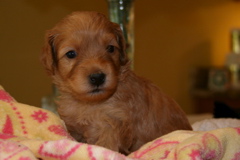 Picture of Australian Labradoodle