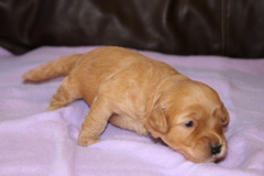 Picture of Australian Labradoodle