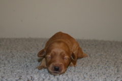 Picture of Australian Labradoodle