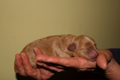 Picture of Australian Labradoodle