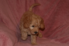Picture of Australian Labradoodle