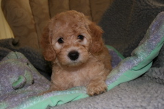 Picture of Australian Labradoodle