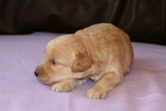 Picture of Australian Labradoodle