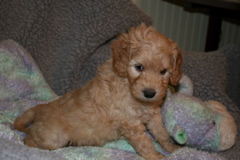 Picture of Australian Labradoodle