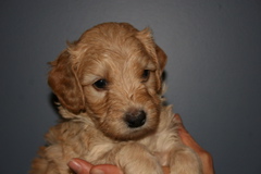 Picture of Australian Labradoodle