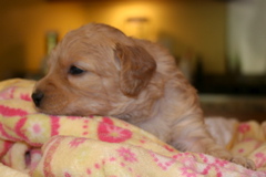 Picture of Australian Labradoodle