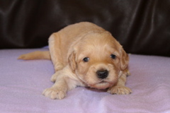 Picture of Australian Labradoodle