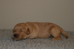 Picture of Australian Labradoodle