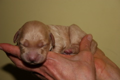 Picture of Australian Labradoodle
