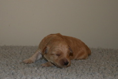 Picture of Australian Labradoodle