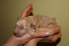 Picture of Australian Labradoodle