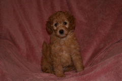 Picture of Australian Labradoodle