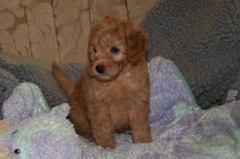 Picture of Australian Labradoodle