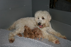 Picture of Australian Labradoodle