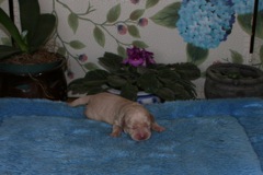 Red Girl, week 1, 1lb<br>
 