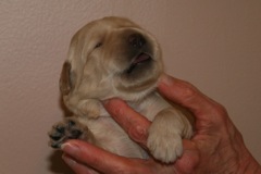 Red Girl, week 2, 2lb 4oz<br>
 