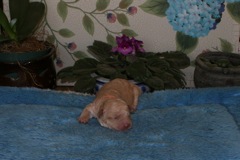 Orange Girl, week 1lb 1oz<br>
 