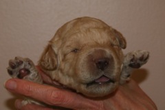 Orange Girl, week 2, 2lb 5oz<br>
 