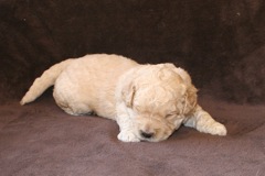 Orange Girl, week 3, 3lb 2oz<br>
 
