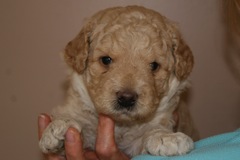 Orange Girl, week 4, 4lb 4oz<br>
 
