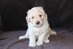 Picture of Australian Labradoodle