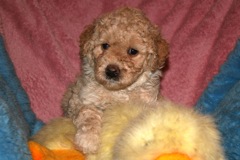 Picture of Australian Labradoodle