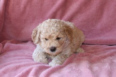 Picture of Australian Labradoodle