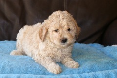 Picture of Australian Labradoodle
