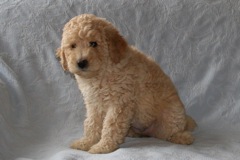 Picture of Australian Labradoodle