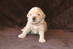 Red Girl, week 3, 2lb 9oz<br>
 