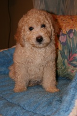 Picture of Australian Labradoodle