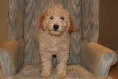 Picture of Australian Labradoodle