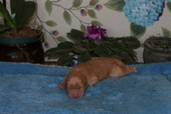 Picture of Australian Labradoodle
