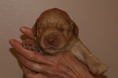 Picture of Australian Labradoodle