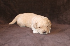 Picture of Australian Labradoodle